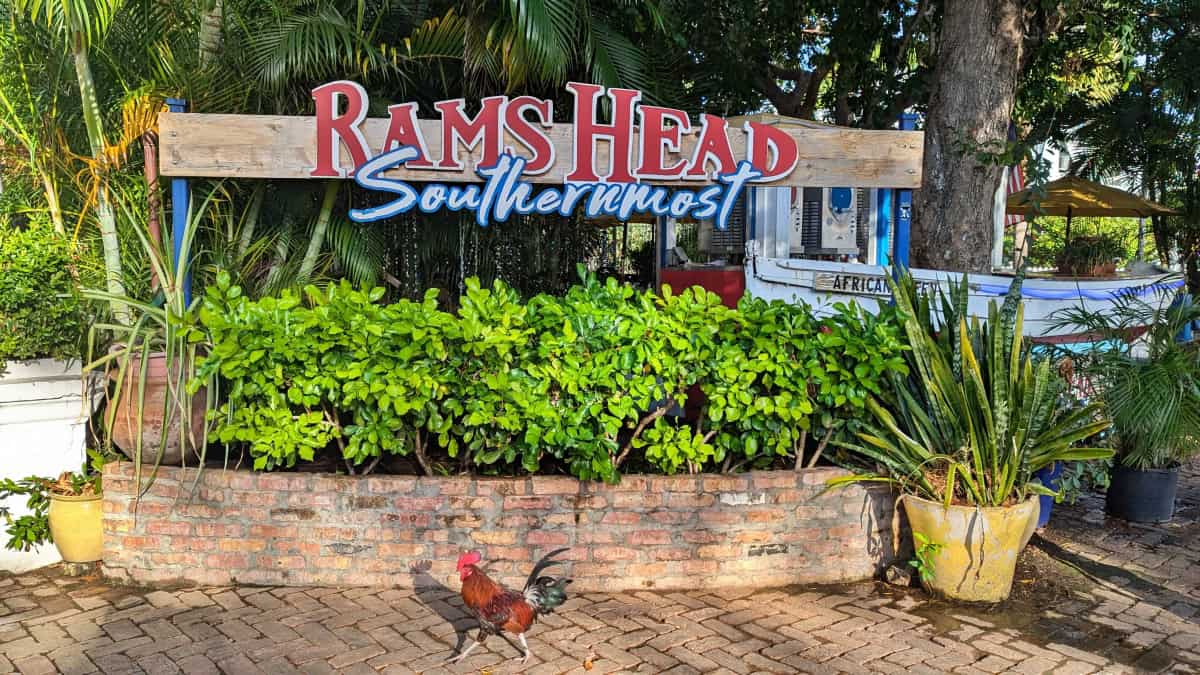 A rooster walking in front of Rams Head Southernmost Restaurant in Key West