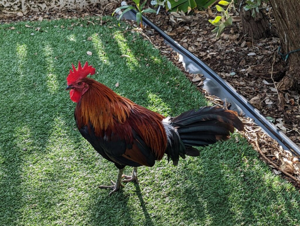 Free range rooster in Key West Florida