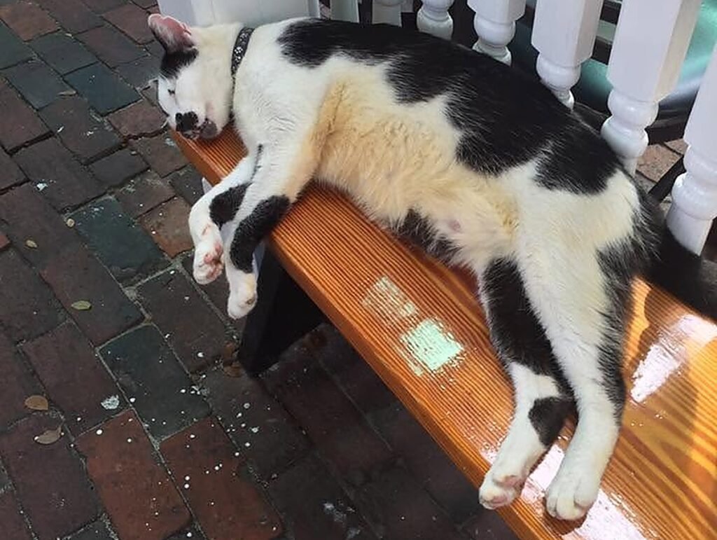 Billy Bob, the retired cat mascot of Pepe's Cafe Key West, asleep on a bench